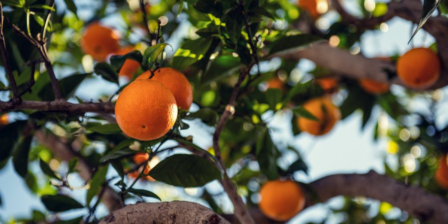 Quels sont les arbres fruitiers qui donnent vite des fruits ?