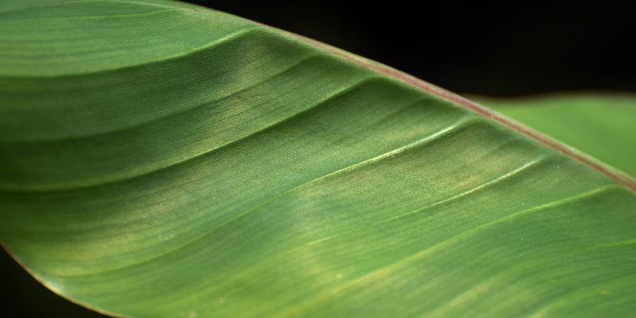 feuille de bananier